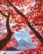 Mt.fuji is in the autumn leaves (Makiko Samejima) - Muzeo.com