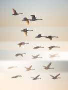 Past the sun (Leif Londal) - Muzeo.com