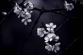 Petite Fleur de mes nuits (CelineM) - Muzeo.com