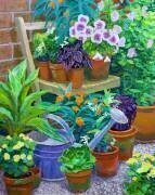 Pots (William Ireland) - Muzeo.com