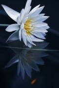 Reflecting world (Takashi Suzuki) - Muzeo.com