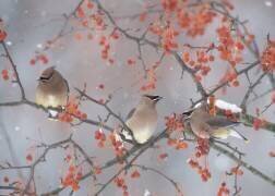 Snow, Bird and Tree (Ben Li) - Muzeo.com