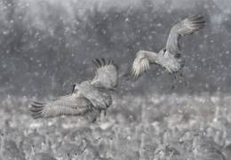 Step Aside ! (Kevin Wang) - Muzeo.com