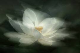 Swaying (Qing Zhao) - Muzeo.com