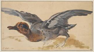 Canard prenant son vol (Christophe Huet) - Muzeo.com