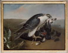 Faucon dévorant un oiseau (Nicasius Bernaerts) - Muzeo.com