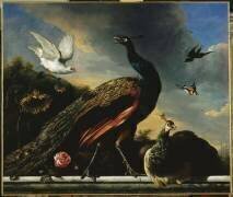 Paons, mâle et femelle (Melchior de Hondecoeter) - Muzeo.com