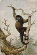 Un singe sur une branche d'arbre (Louis-Bernard Coclers) - Muzeo.com
