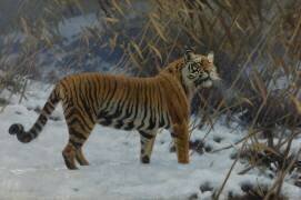 A tiger in the snow (Hugo Ungewitter) - Muzeo.com