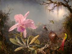 Cattleya Orchid and Three Hummingbirds (Martin Johnson Heade) - Muzeo.com