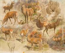 Quatorze études de cerfs (Rosa Bonheur) - Muzeo.com