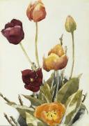 Tulips (Charles Demuth) - Muzeo.com
