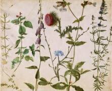 Huit études de fleurs des champs (Albrecht Dürer) - Muzeo.com