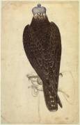 Jeune faucon lanier ou jeune faucon pèlerin armé, perché sur une main gantée (Pisanello) - Muzeo.com