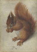 Red Squirrel (Hans Hoffmann) - Muzeo.com