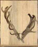 Bois d'un cerf attaqué à la Haute-Queue à Compiègne, le 5 juillet 1764. (Jean-Jacques Bachelier) - Muzeo.com