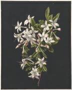 Branch d'Azaleas en Fleurs (M. de Gijselaar) - Muzeo.com