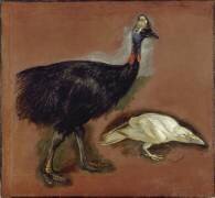 Casoar et corbeau blanc ; étude (Pieter Boel) - Muzeo.com
