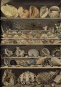 Choix de coquillages (Alexandre-Isidore Leroy de...) - Muzeo.com