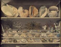 Choix de coquillages (Alexandre-Isidore Leroy de...) - Muzeo.com