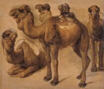 Cinq chameaux (Pieter Boel) - Muzeo.com