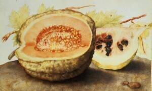 Coupe de melon et grenade (Giovanna Garzoni) - Muzeo.com