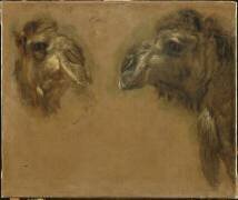 Deux têtes de dromadaires (Pieter Boel) - Muzeo.com