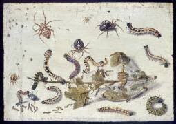 Diverses araignées et chenilles (Jan van Kessel) - Muzeo.com
