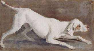 Etude de chienne blanche 
