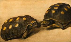 Étude de deux tortues brésiliennes (Albert van der Eeckhout) - Muzeo.com