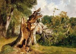 Etude de tronc d'arbre (Alexandre Calame) - Muzeo.com
