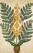 Fougère à fleurs jaunes (Ecole Française) - Muzeo.com