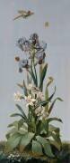 Iris de Florence, Aletris odorant, Amaryllis rayée (Etienne Dubois le Père) - Muzeo.com