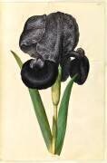 Iris Susiana (Hans Simon Holtzbecker) - Muzeo.com