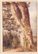 Le chêne (Alexandre Calame) - Muzeo.com