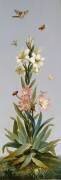 Lys blanc, Amaryllis belladonne (Etienne Dubois le Père) - Muzeo.com