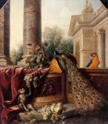 Nature morte au paon (Alexandre-François Desportes) - Muzeo.com