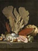 Nature morte avec panache de mer, coquillages et lithophytes (Anne Vallayer-Coster) - Muzeo.com