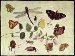 Papillons (Jan van Kessel) - Muzeo.com