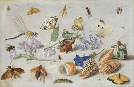 Papillons et autres insectes (Jan van Kessel) - Muzeo.com