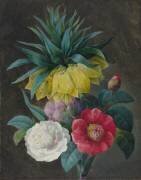 Quatre pivoines et une couronne impériale (Pierre Joseph Redouté) - Muzeo.com
