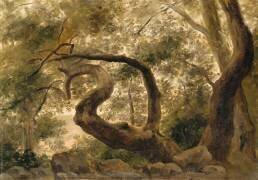 Sous-bois, arbres aux branches tortueuses (Pierre Henri de Valenciennes) - Muzeo.com