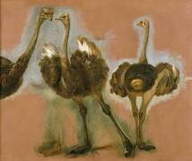 Trois autruches. Etude (Pieter Boel) - Muzeo.com