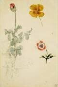 Trois études de fleurs: anémone, pensée, ?; vers 1845-1850 (Eugène Delacroix) - Muzeo.com