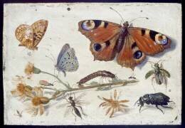 Trois papillons (Jan van Kessel) - Muzeo.com