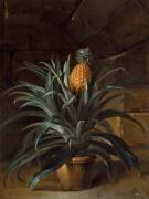 Un ananas dans un pot, posé sur une plinthe de pierre (Jean-Baptiste Oudry) - Muzeo.com