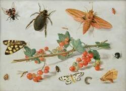 Un brin de groseille avec un papillon de nuit de la famille des éléphants. (Jan van Kessel) - Muzeo.com
