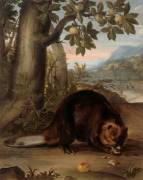 Un castor (Nicasius Bernaerts) - Muzeo.com