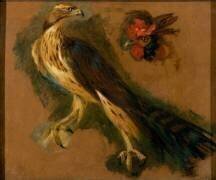 Un tiercelet et une tête de coq. Etude (Pieter Boel) - Muzeo.com
