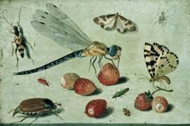 Une libellule (Jan van Kessel) - Muzeo.com